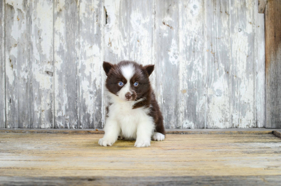 Little Mini Husky Designer Puppy