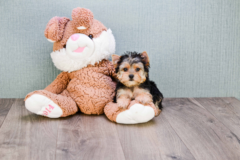 Smart Morkie Designer Pup