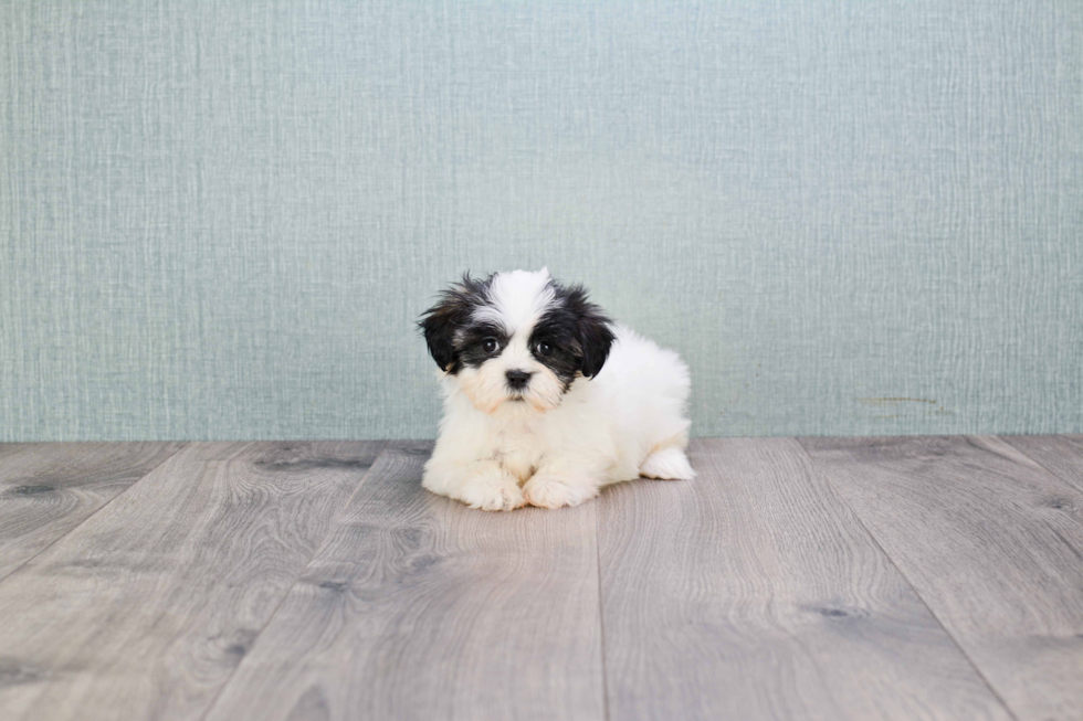 Teddy Bear Puppy for Adoption