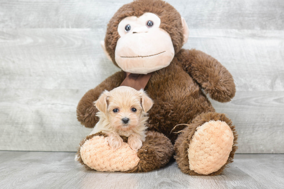 Popular Maltipoo Poodle Mix Pup