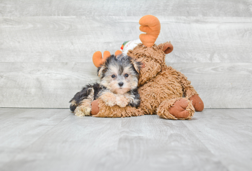 Popular Morkie Designer Pup
