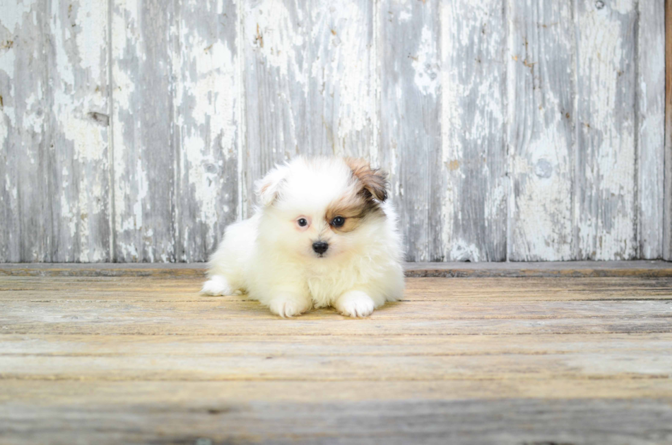 Maltipom Puppy for Adoption