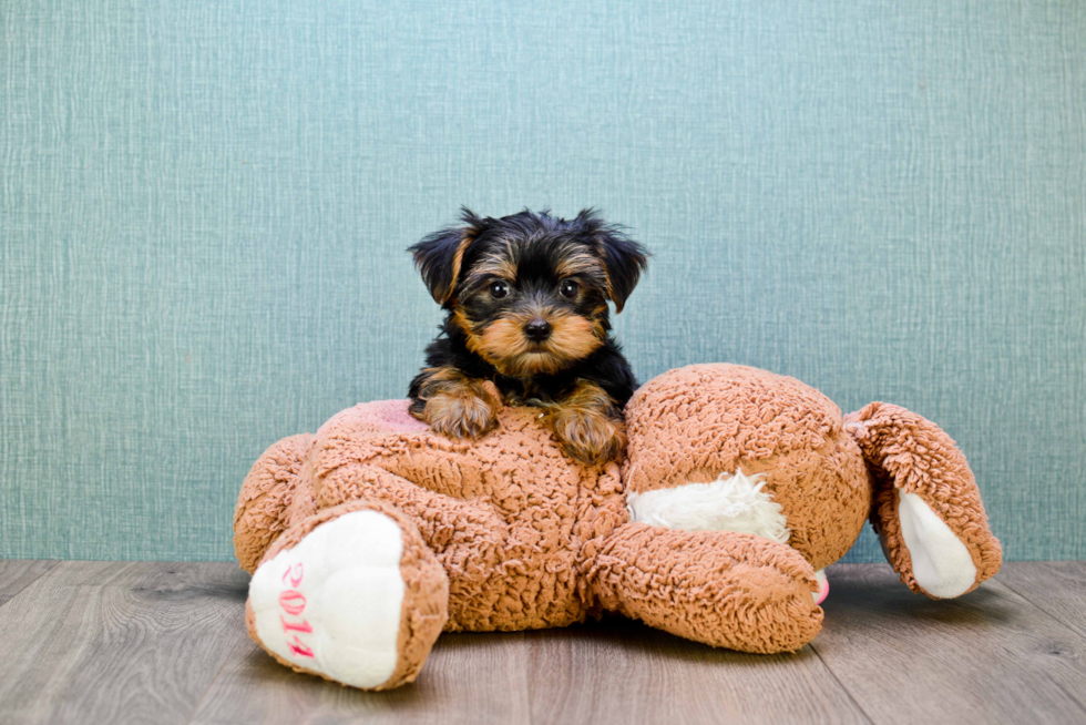 Meet Timmy - our Yorkshire Terrier Puppy Photo 