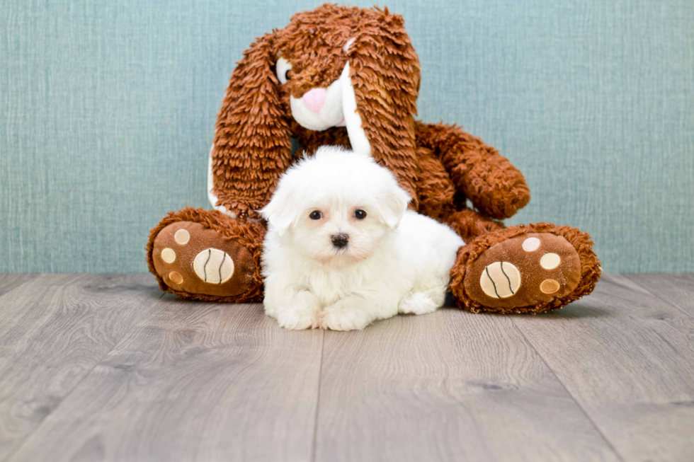 Popular Maltese Purebred Pup