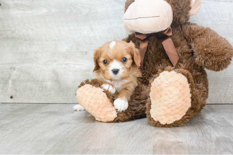 Cavalier King Charles Spaniel Pup Being Cute
