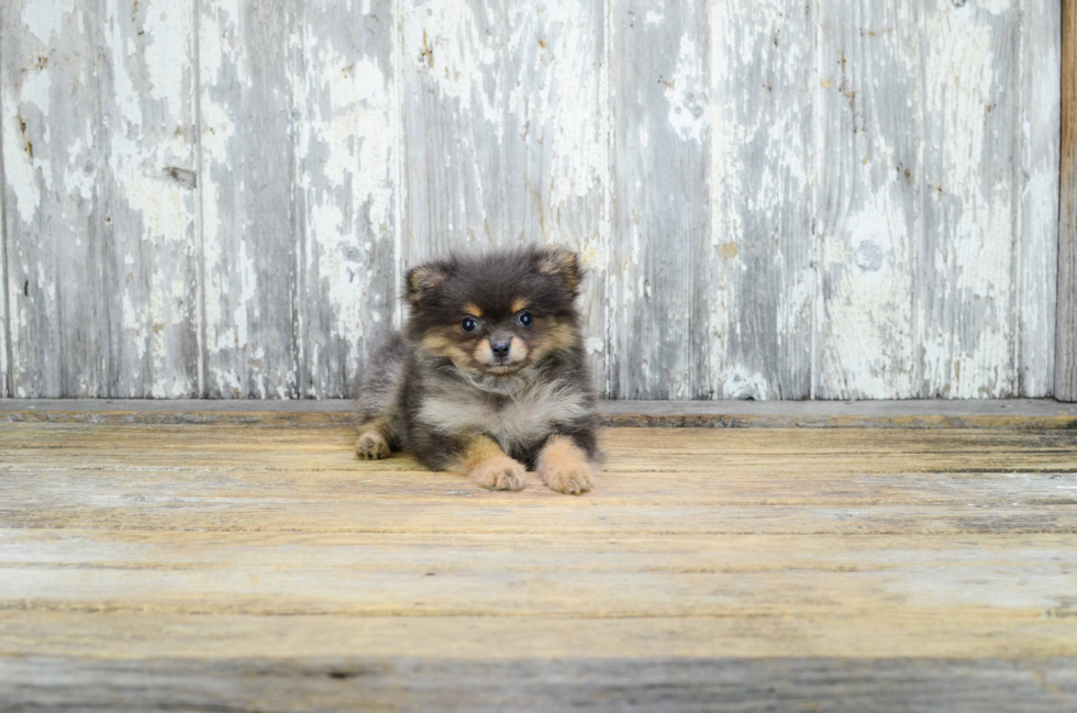 Petite Pomeranian Purebred Puppy