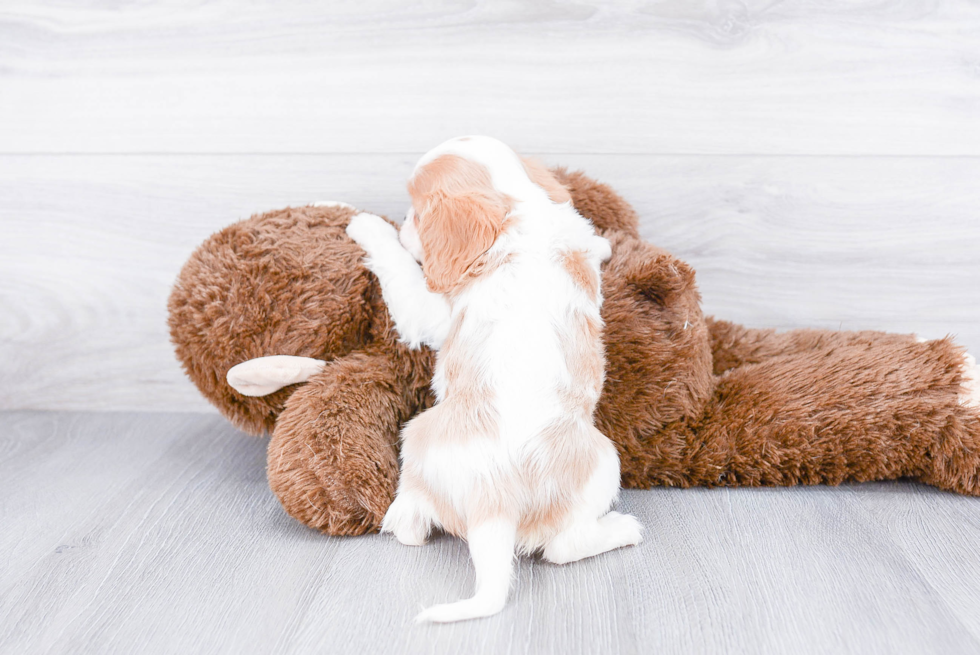 Little Cavalier King Charles Spaniel Purebred Pup