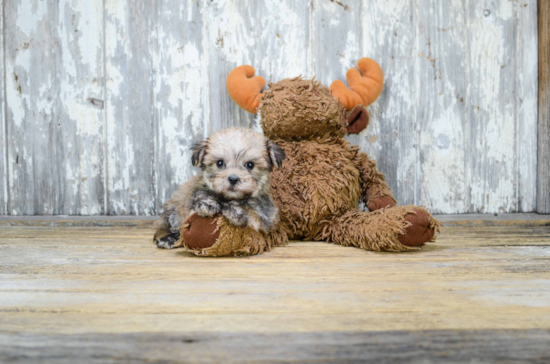 Best Morkie Baby