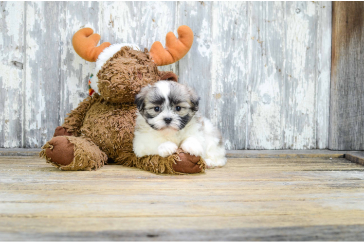 Best Teddy Bear Baby