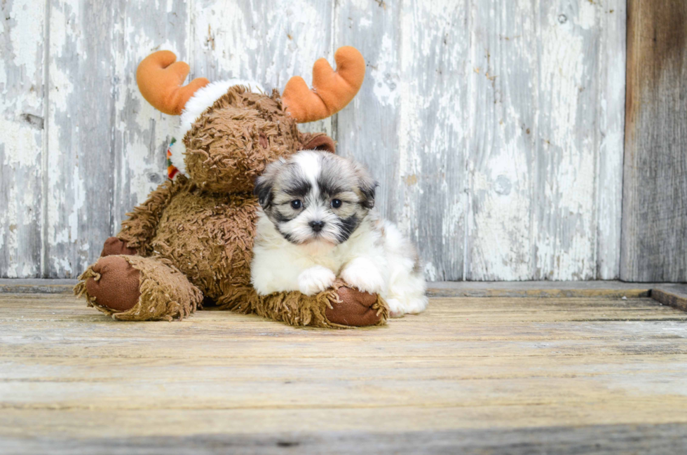 Best Teddy Bear Baby