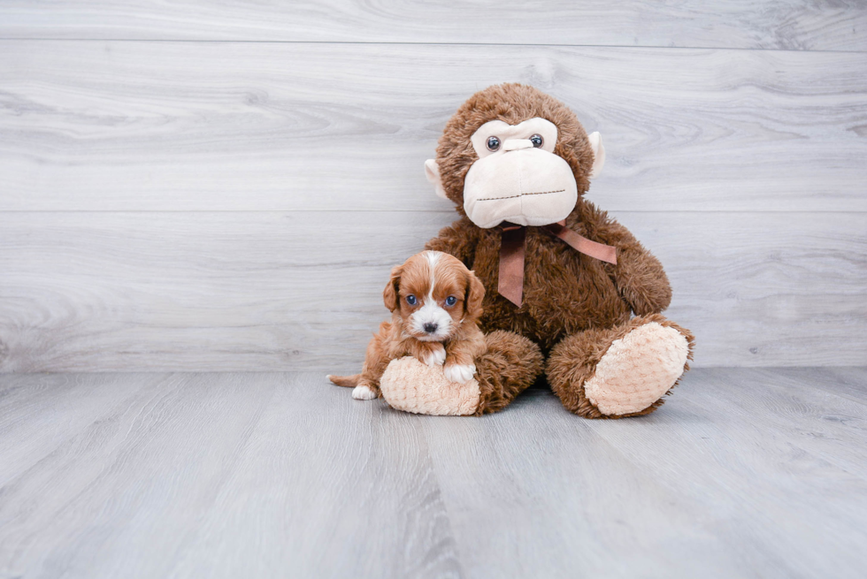 Best Cavapoo Baby