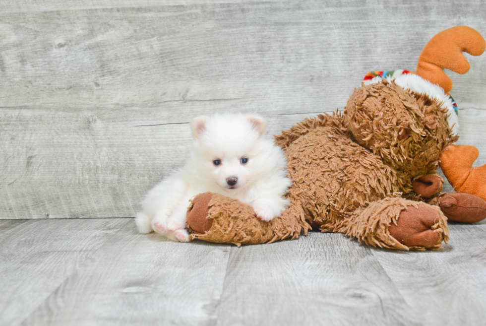 Best Pomeranian Baby