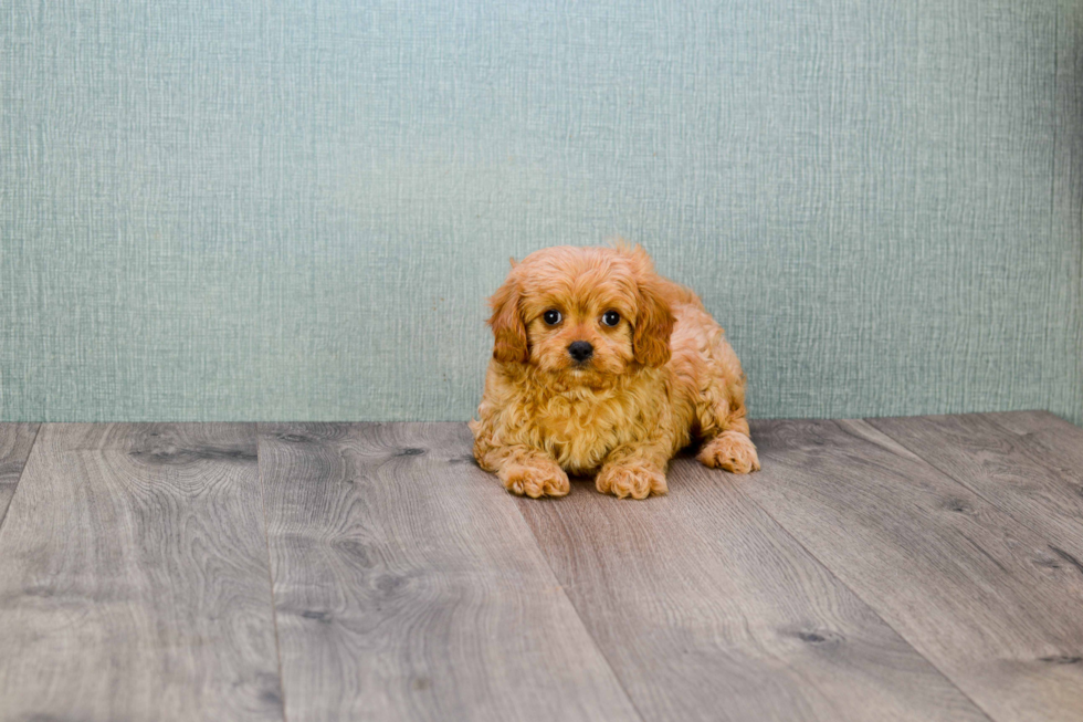 Cavapoo Puppy for Adoption