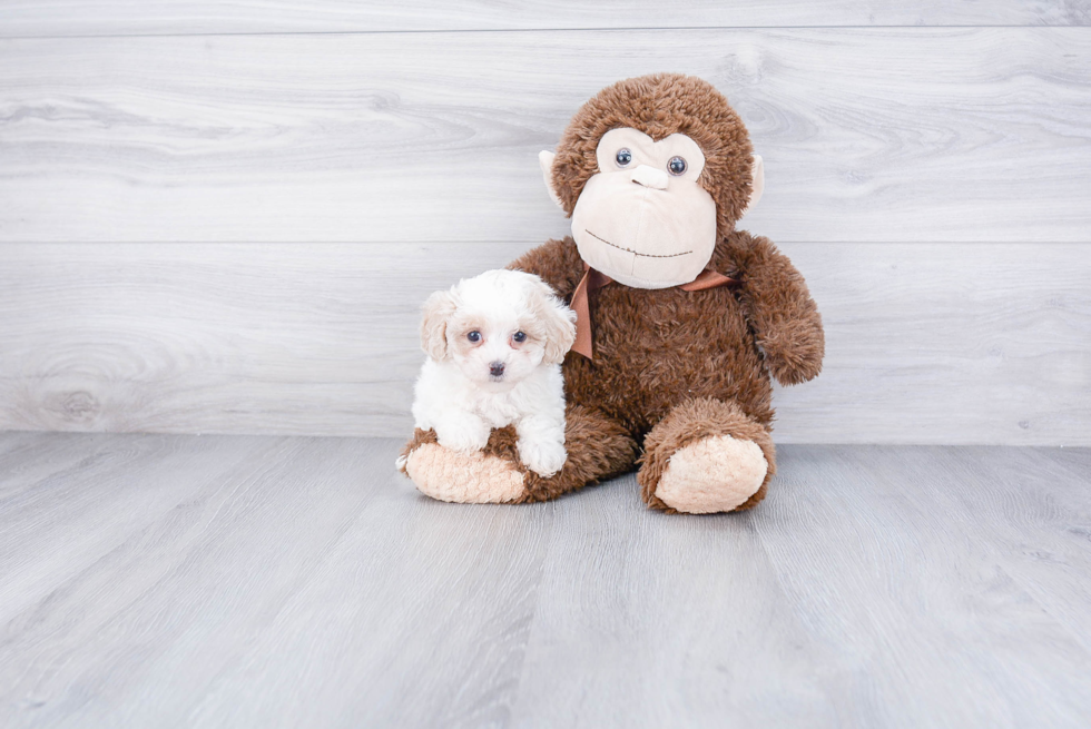 Maltipoo Puppy for Adoption