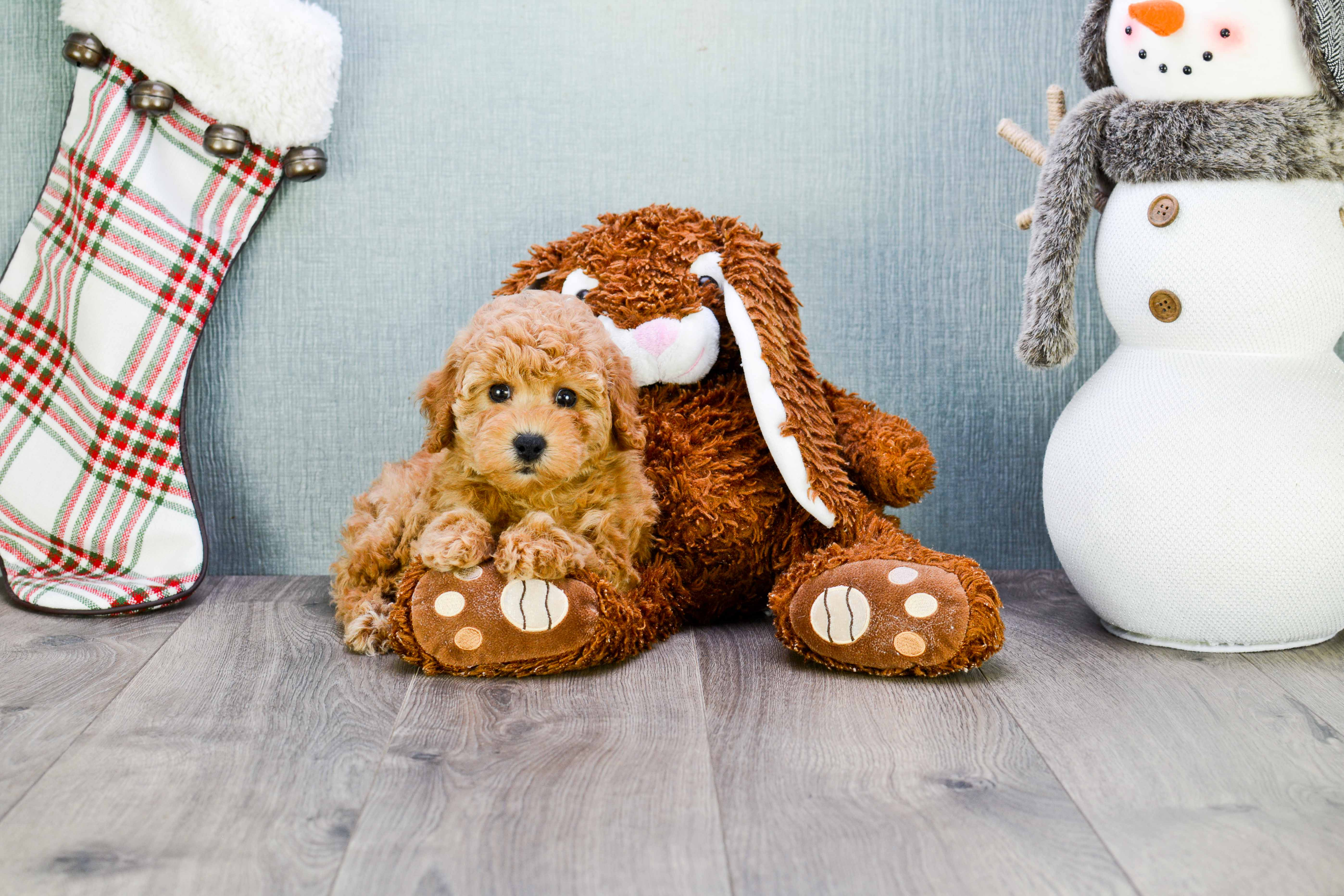 Cavapoo Pup Being Cute