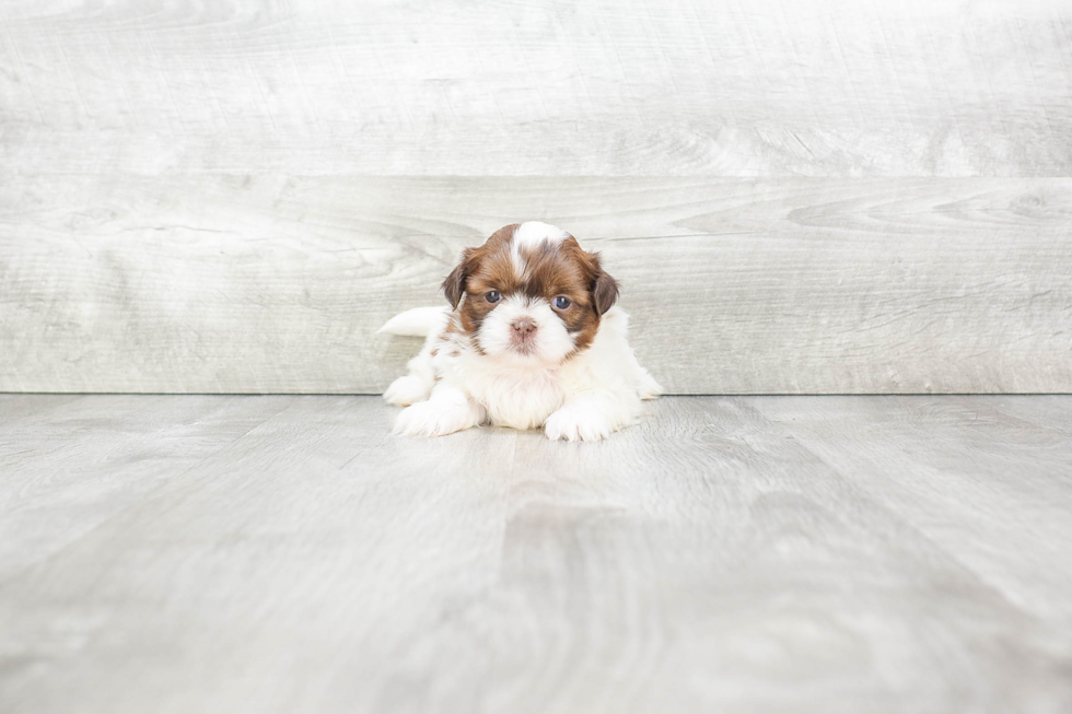 Teddy Bear Puppy for Adoption