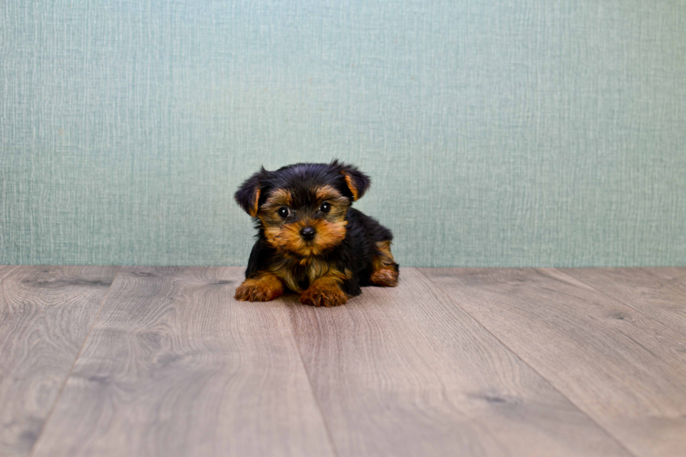 Meet Nugget - our Yorkshire Terrier Puppy Photo 