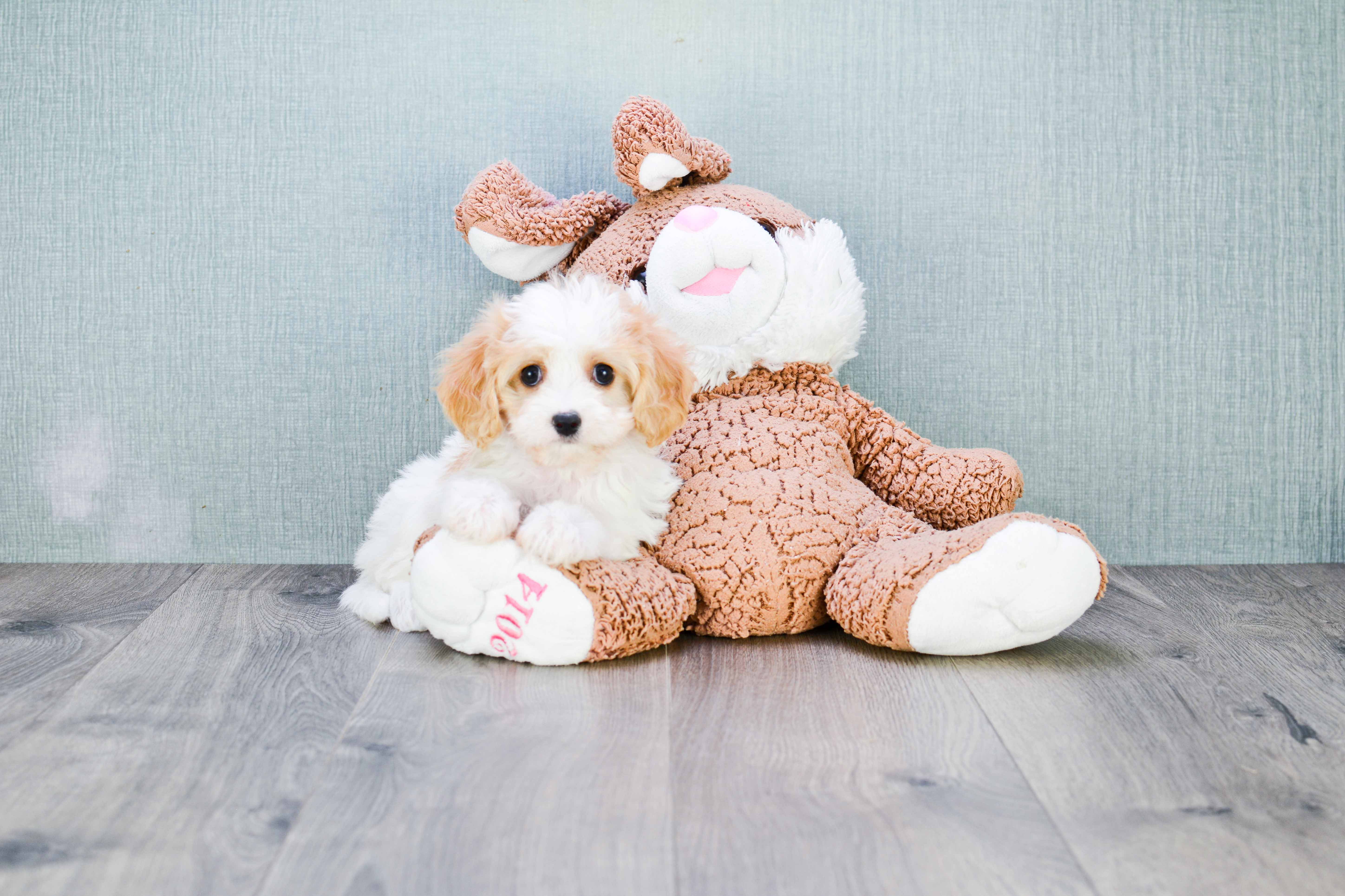 Best Cavachon Baby