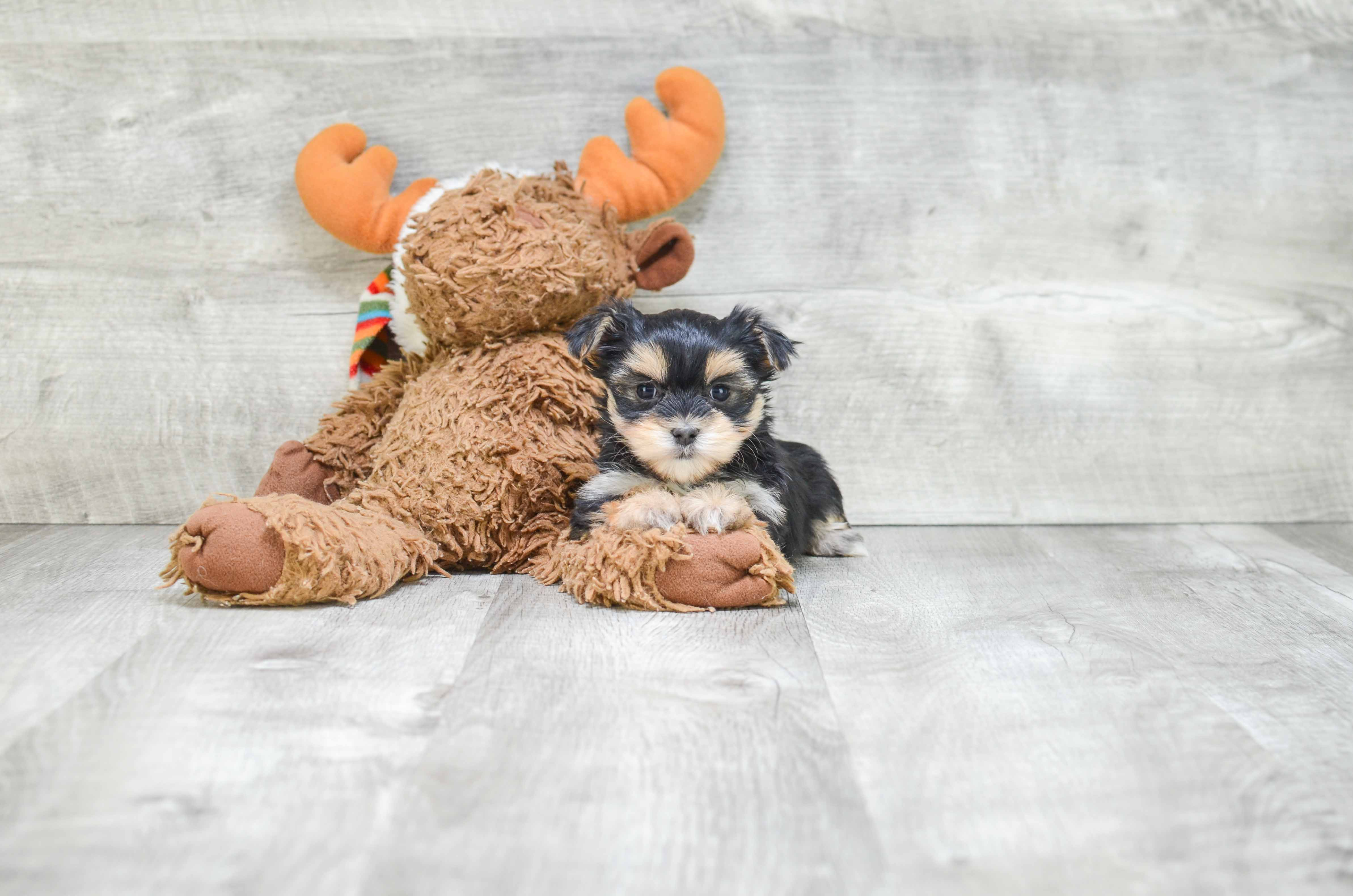 Funny Morkie Designer Pup