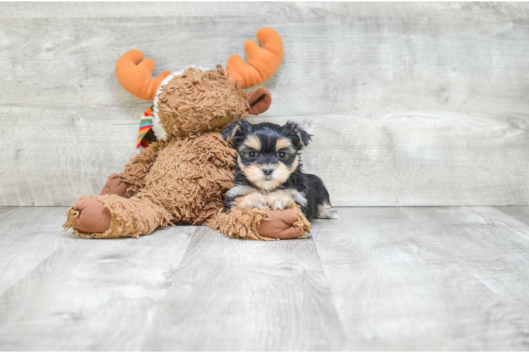 Funny Morkie Designer Pup