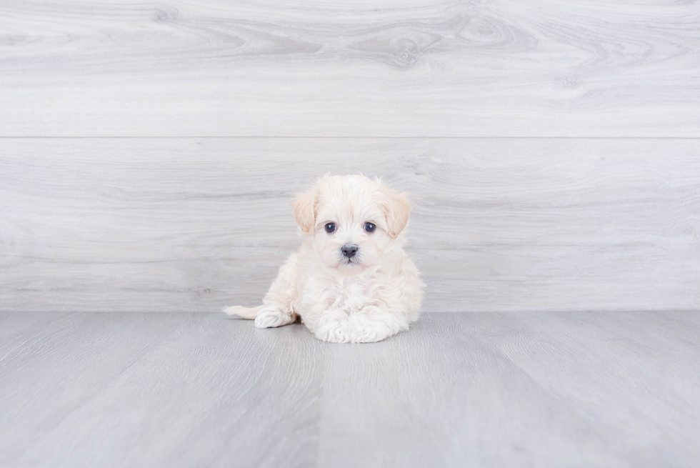 Sweet Maltipoo Baby