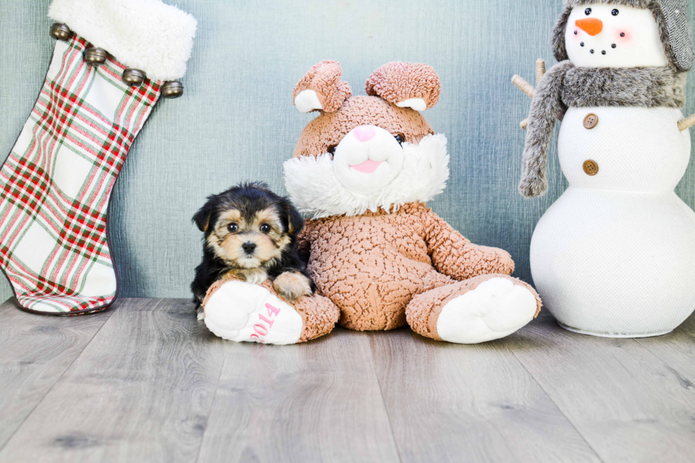 Best Morkie Baby