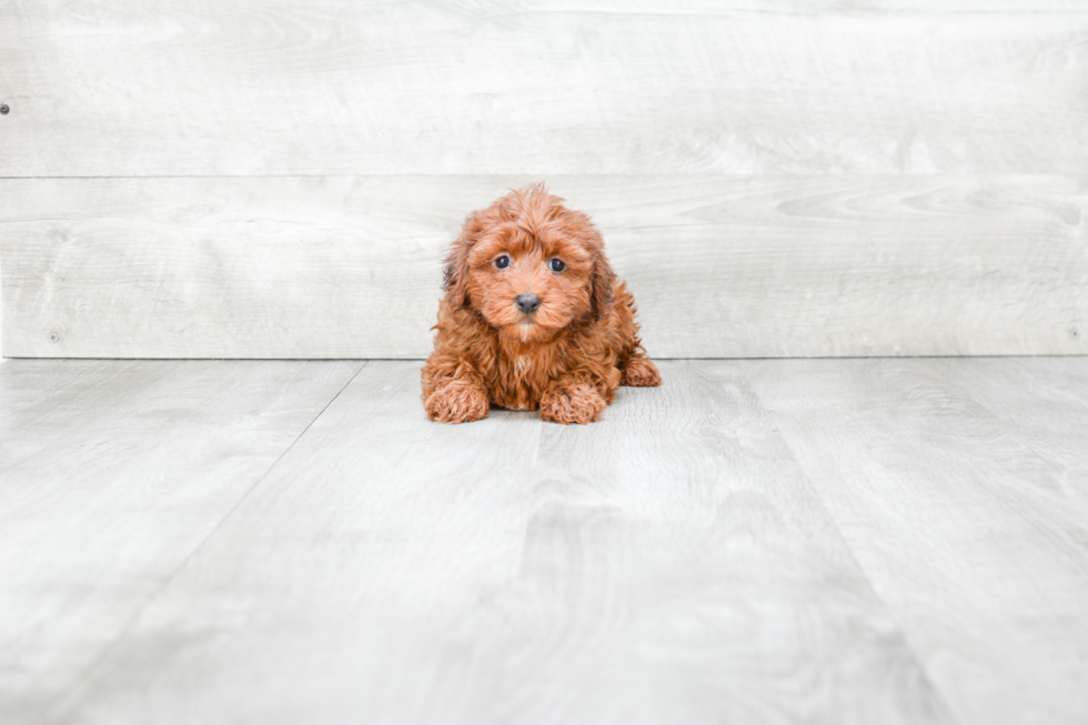 Yorkie Poo Pup Being Cute