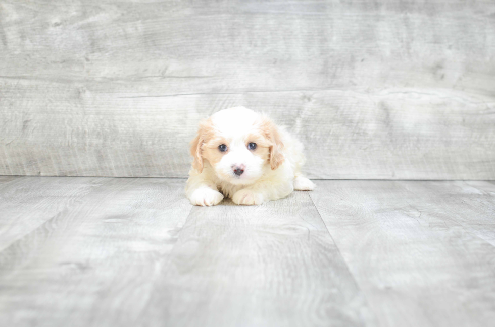 Best Cavachon Baby