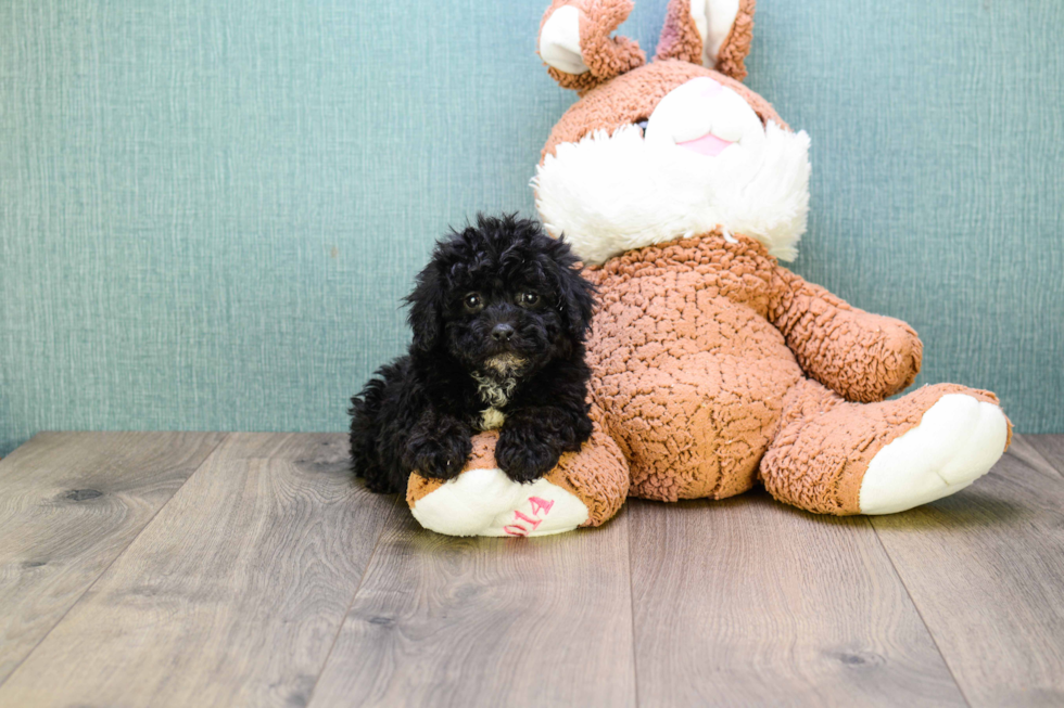 Best Yorkie Poo Baby