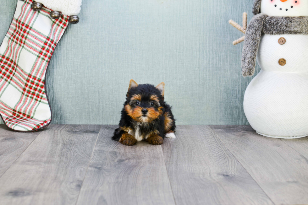 Meet Tinkerbell - our Yorkshire Terrier Puppy Photo 