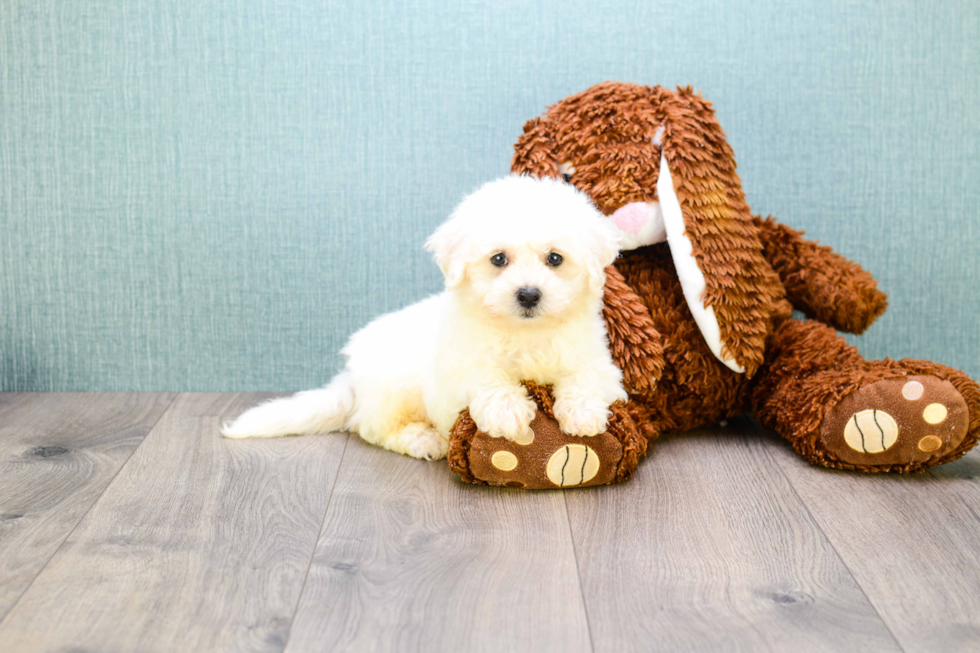 Fluffy Bichon Frise Purebred Puppy