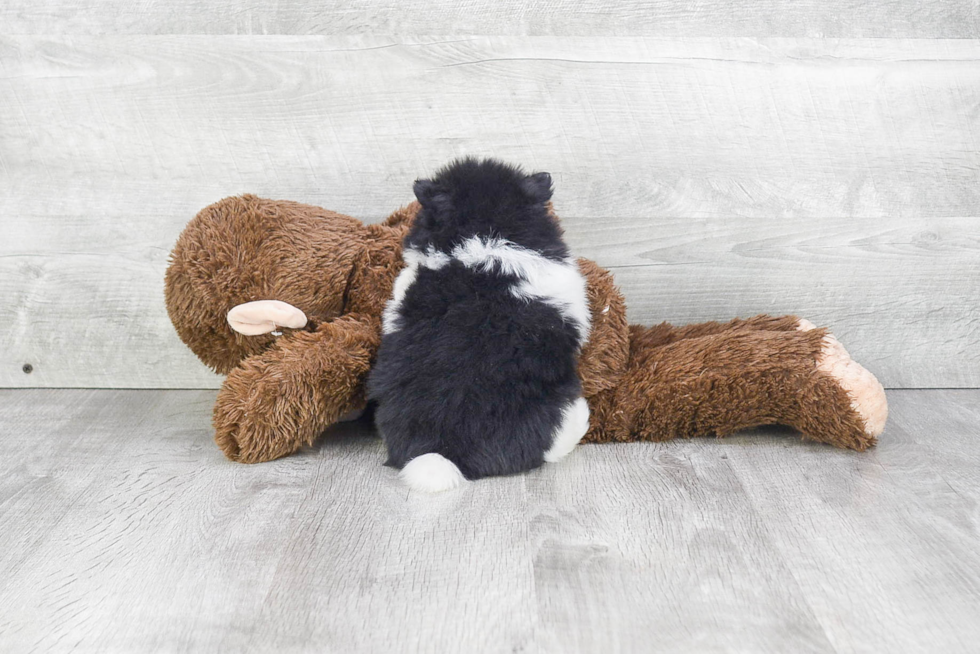 Hypoallergenic Pomeranian Baby