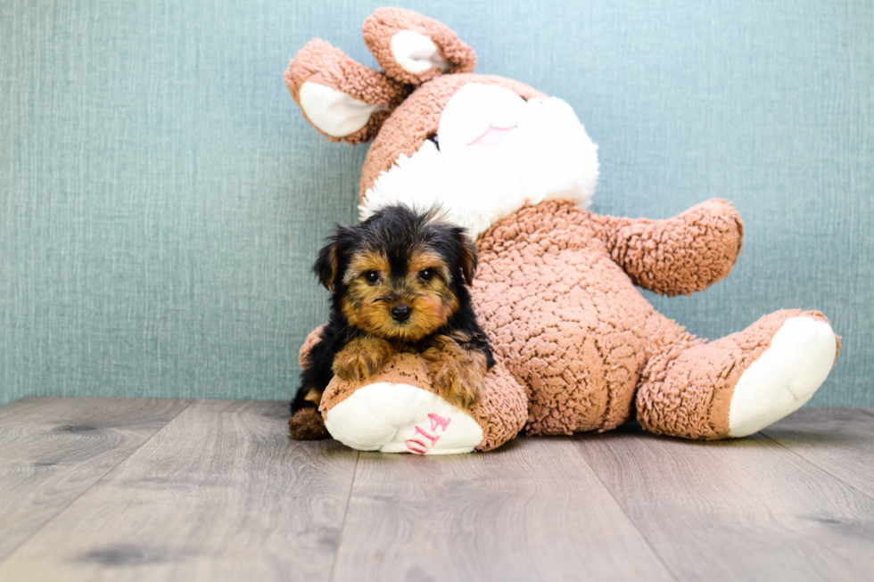 Meet Bella - our Yorkshire Terrier Puppy Photo 
