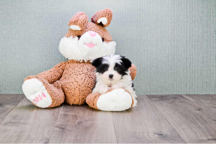 Smart Morkie Designer Pup