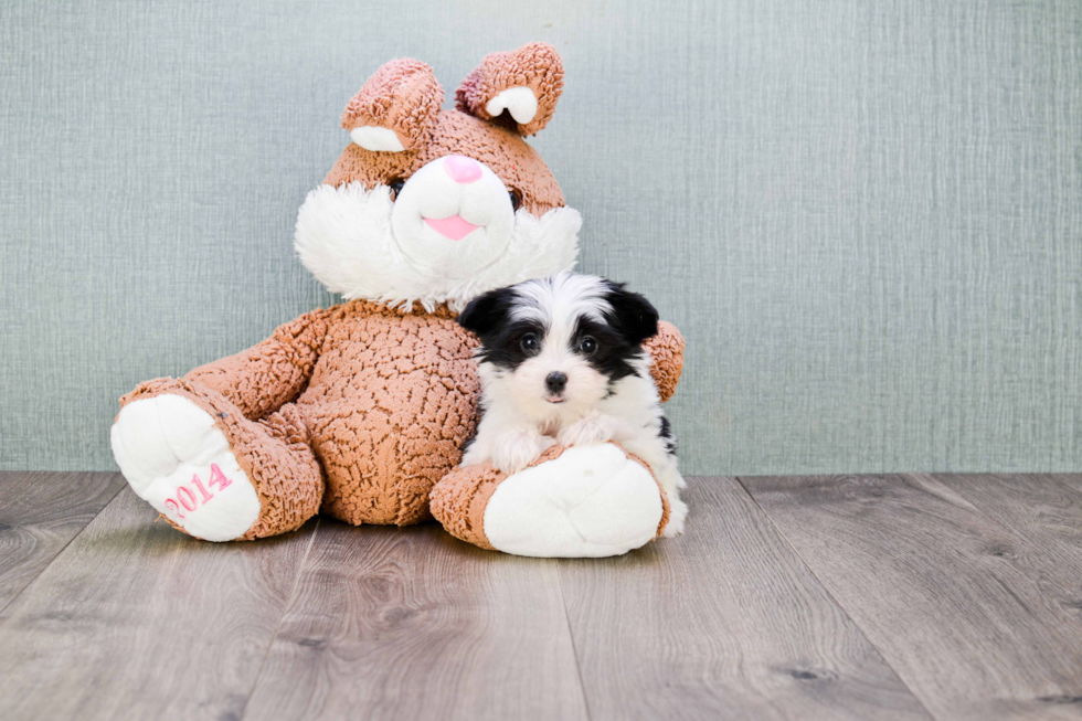 Smart Morkie Designer Pup