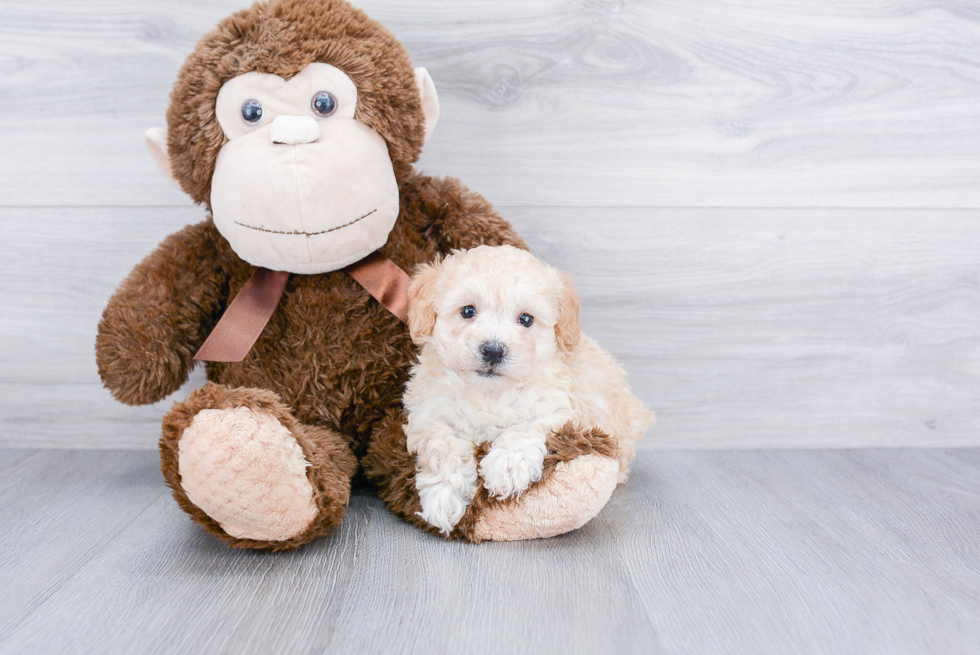 Best Maltipoo Baby