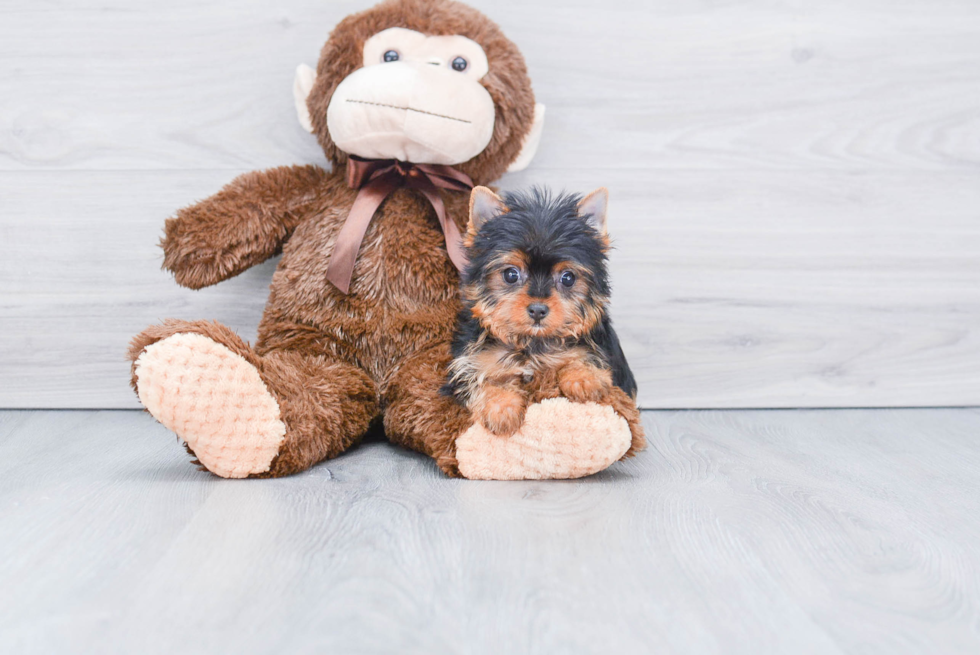Meet Tinkerbell - our Yorkshire Terrier Puppy Photo 