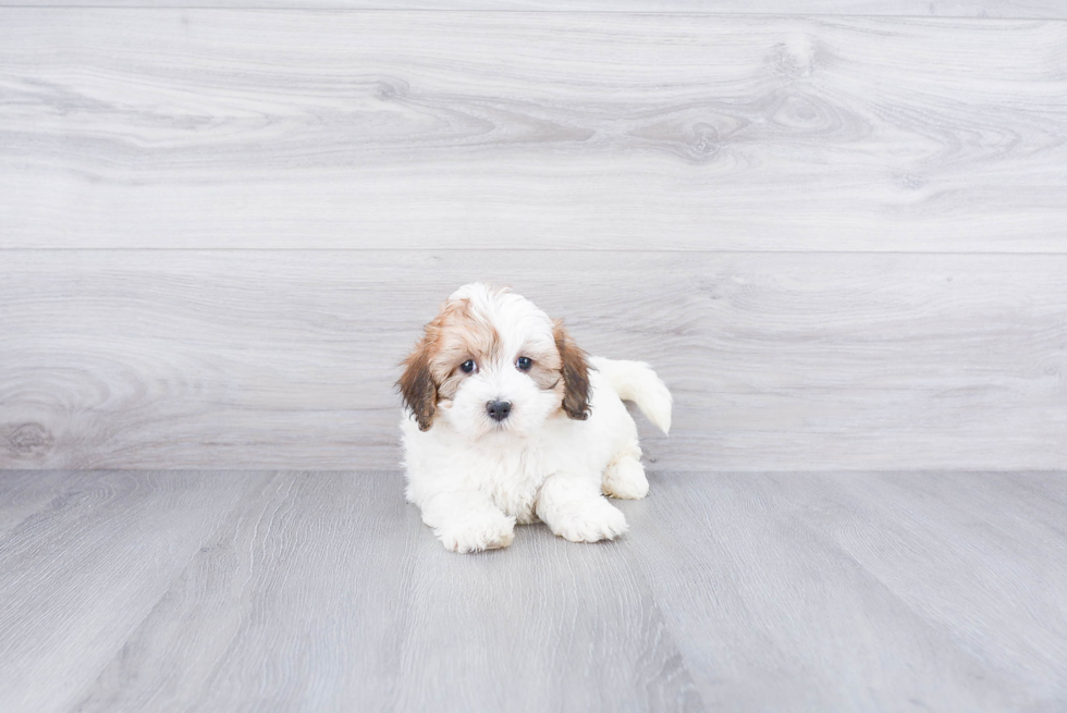 Small Mini Bernedoodle Baby