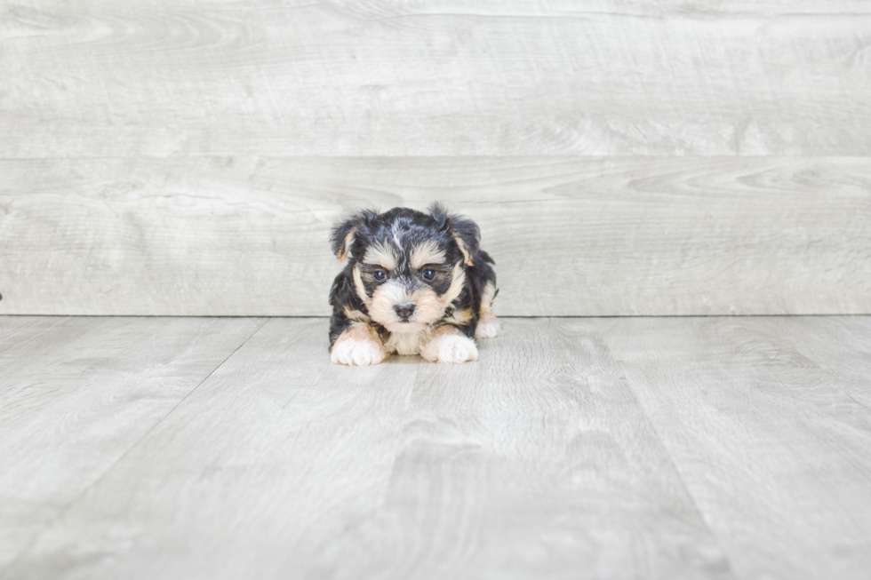 Adorable Yorkie Designer Puppy