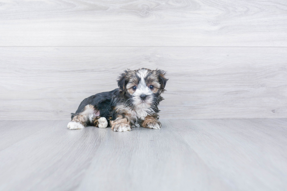 Morkie Pup Being Cute