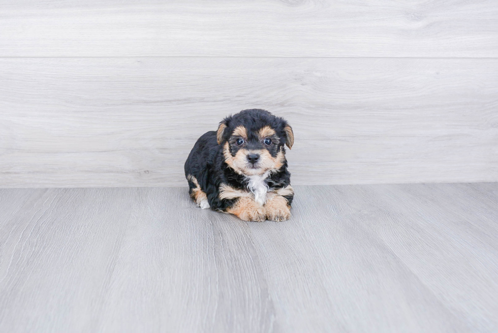 Cute Morkie Baby