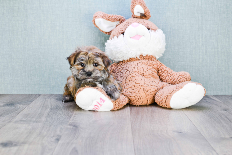 Morkie Pup Being Cute