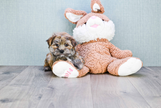 Morkie Pup Being Cute