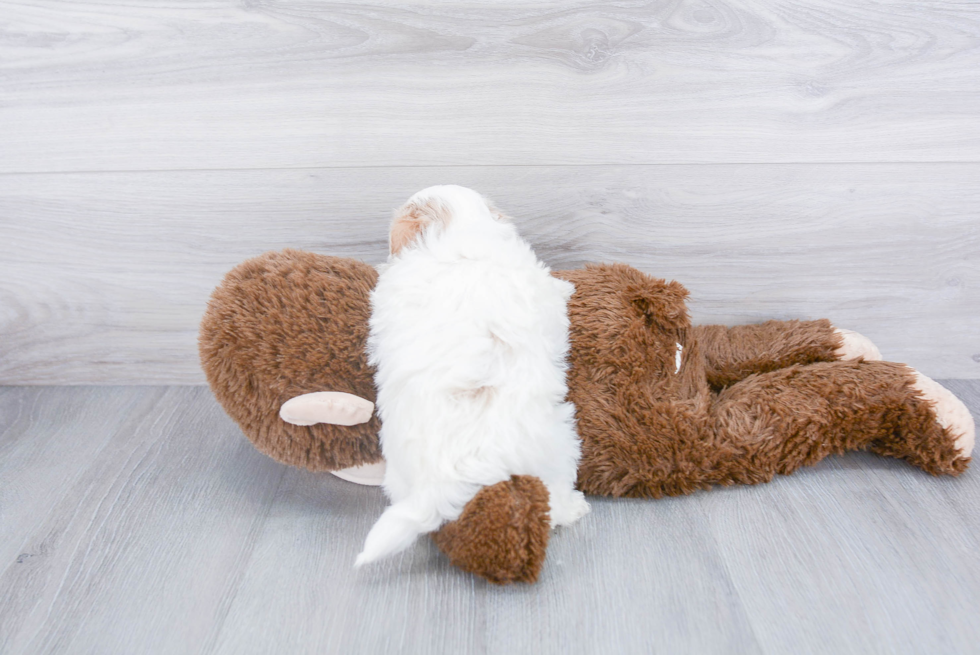 Maltipoo Pup Being Cute