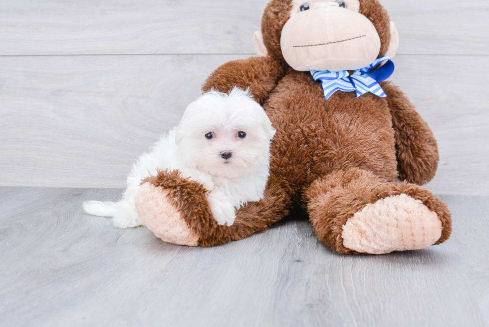 Best Maltese Baby