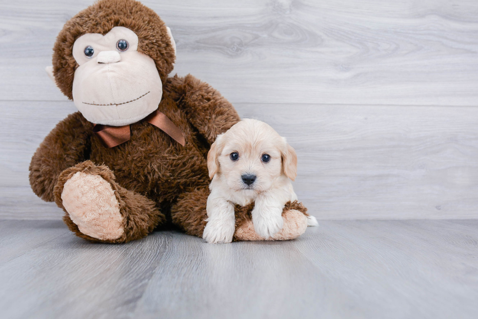 Best Cavachon Baby