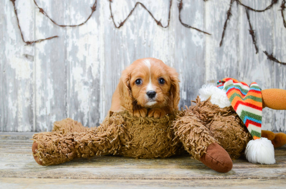 Little Cavalier King Charles Spaniel Purebred Pup