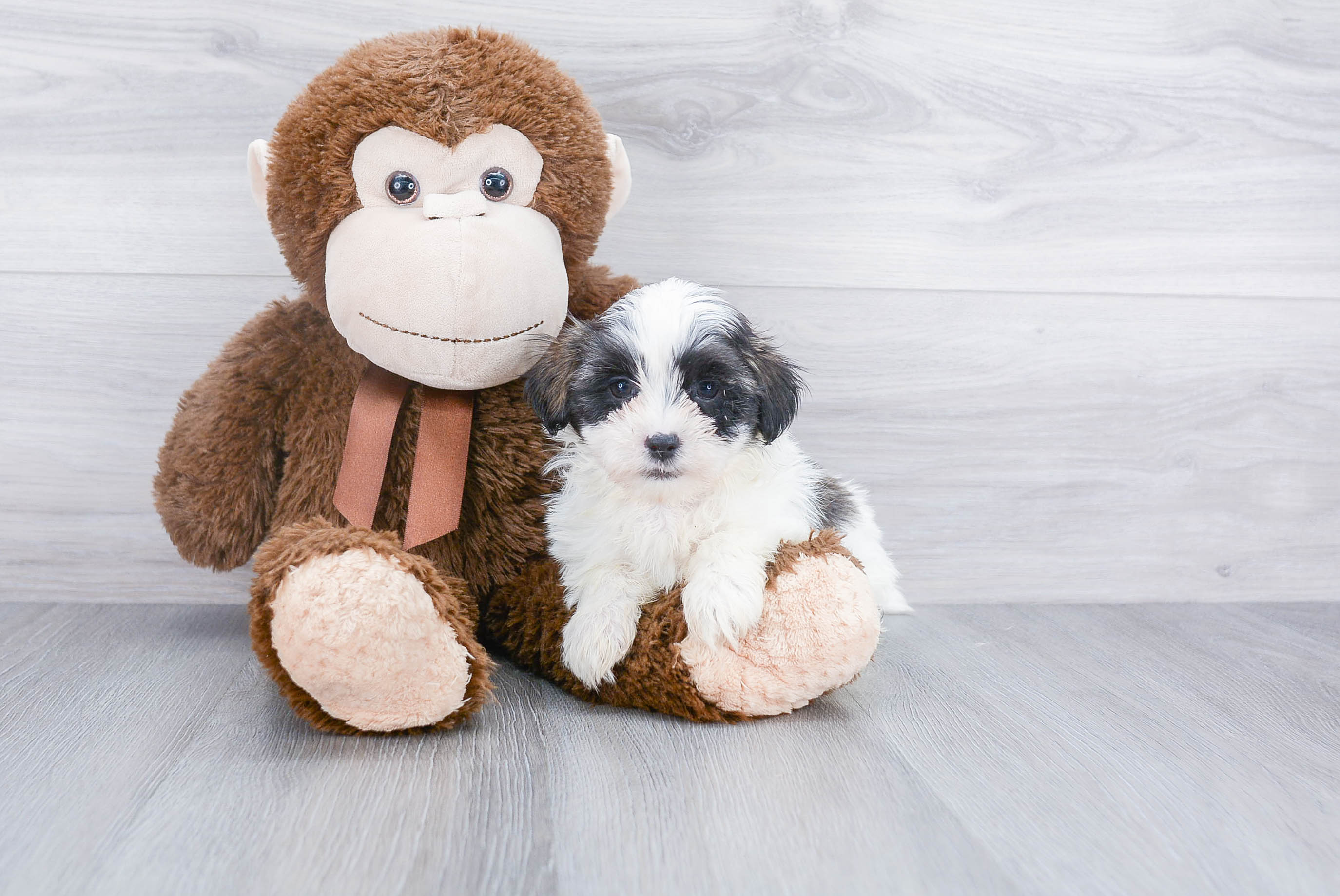 Teddy Bear Puppy for Adoption