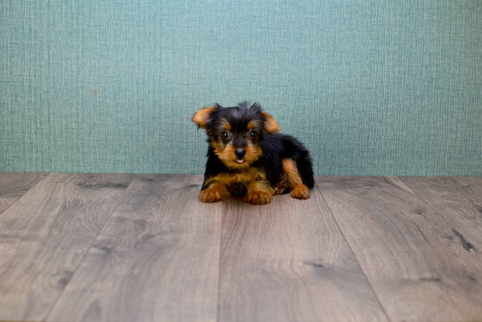Meet Lisa - our Yorkshire Terrier Puppy Photo 
