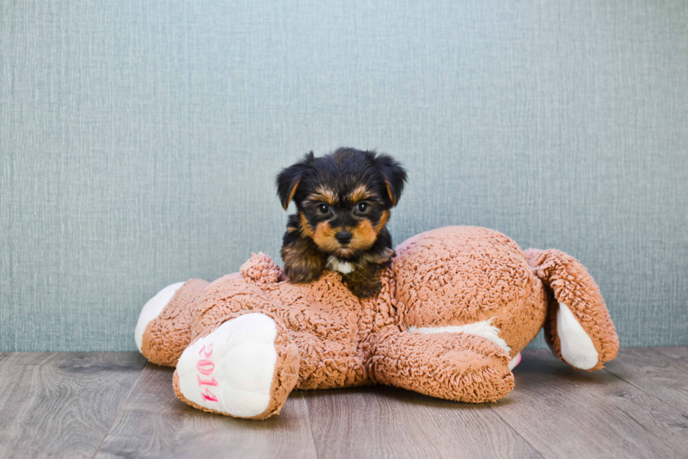 Meet Bella - our Yorkshire Terrier Puppy Photo 